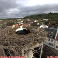 07_50-nest.jpg