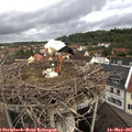 07_55-nest.jpg