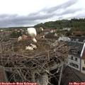 08_00-nest.jpg