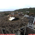 08_05-nest.jpg