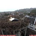 08_10-nest.jpg