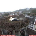 08_20-nest.jpg