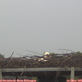 08_25-mast.jpg