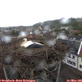 08_25-nest.jpg