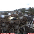 08_30-nest.jpg