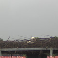 08_35-mast.jpg