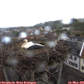 08_35-nest.jpg