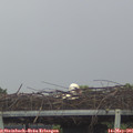 08_40-mast.jpg
