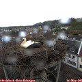 08_40-nest.jpg