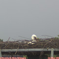 08_45-mast.jpg