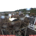 08_45-nest.jpg