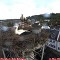 08_50-nest.jpg