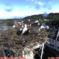 09_05-nest.jpg