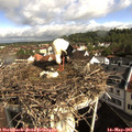 09_15-nest.jpg