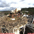 09_20-nest.jpg