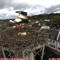 09_25-nest.jpg