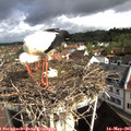 09_30-nest.jpg