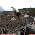 09_35-nest.jpg