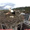 09_40-nest.jpg