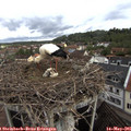 09_45-nest.jpg