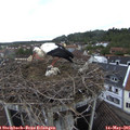 09_50-nest.jpg