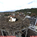 09_55-nest.jpg