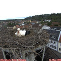 10_00-nest.jpg