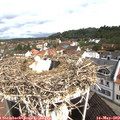 10_05-nest.jpg
