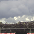 10_10-mast.jpg