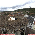 10_15-nest.jpg