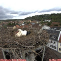 10_20-nest.jpg
