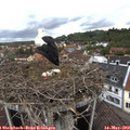 10_25-nest.jpg