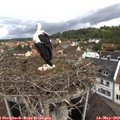 10_30-nest.jpg