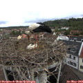 10_35-nest.jpg