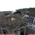 10_40-nest.jpg