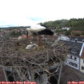 10_45-nest.jpg