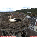 10_50-nest.jpg