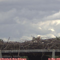 10_55-mast.jpg