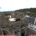 10_55-nest.jpg