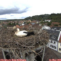 11_00-nest.jpg
