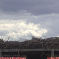 11_05-mast.jpg