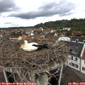 11_05-nest.jpg