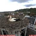 11_10-nest.jpg