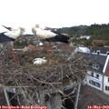 11_20-nest.jpg