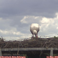 11_25-mast.jpg
