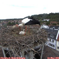 11_25-nest.jpg