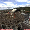 11_30-nest.jpg