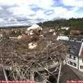 11_40-nest.jpg