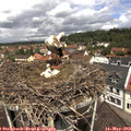 11_45-nest.jpg