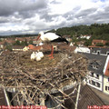 11_50-nest.jpg